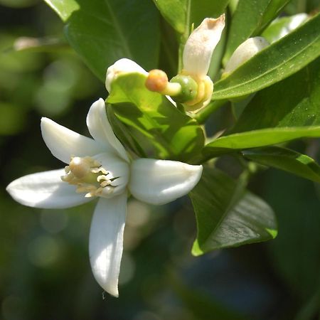 Vila Il Giardino Del Sole Agnone Bagni Exteriér fotografie