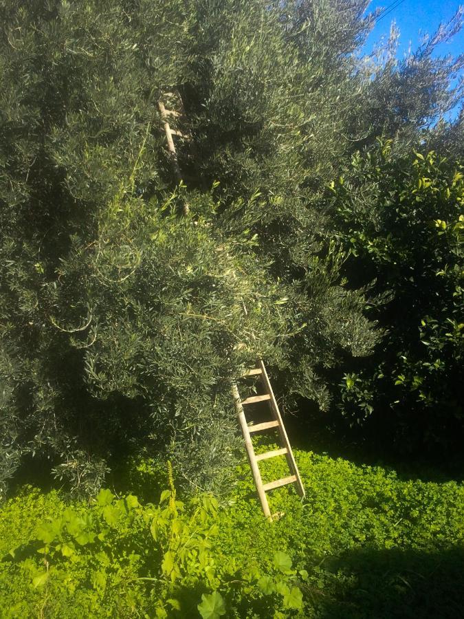 Vila Il Giardino Del Sole Agnone Bagni Exteriér fotografie