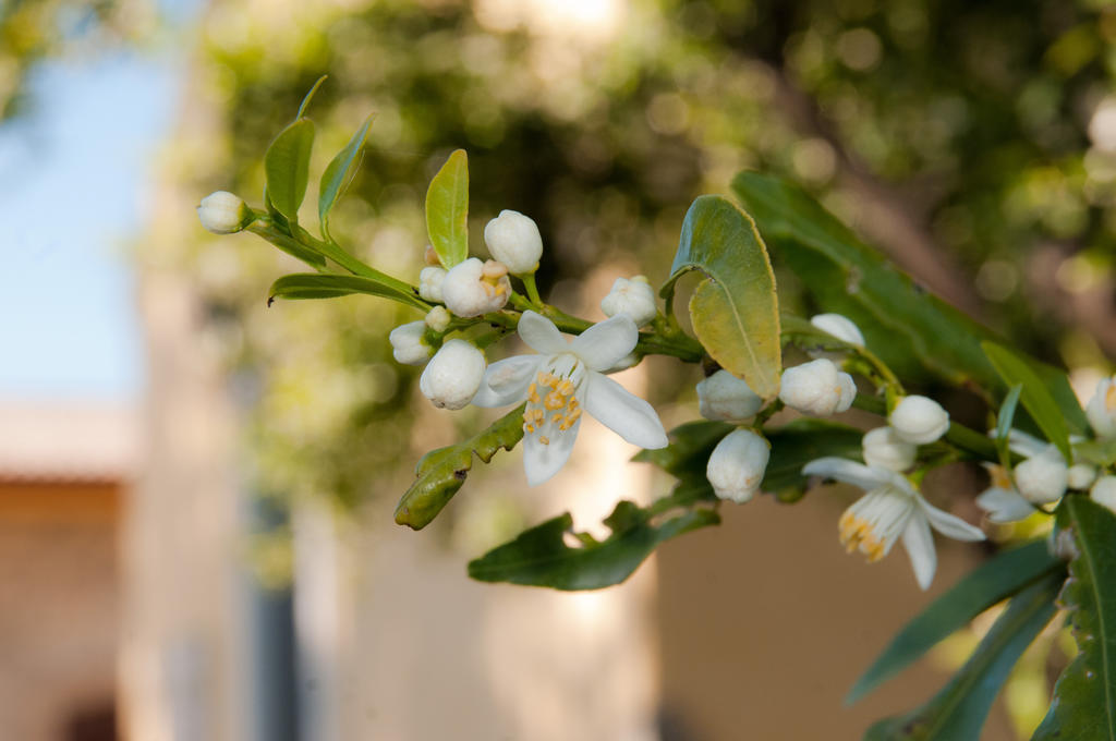 Vila Il Giardino Del Sole Agnone Bagni Exteriér fotografie